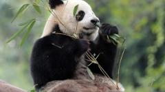 成都熊貓基地門票價格與暢遊指南：2026最新政策全解析