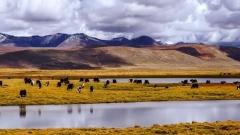 格爾木至拉薩火車全攻略：天路之旅的完美出行指南