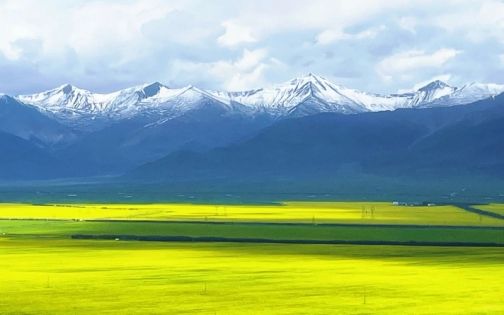 門源油菜花攻略｜七月的高原金色盛宴，一年只此一次