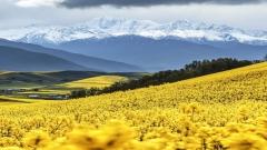 門源油菜花攻略｜七月的高原金色盛宴，一年只此一次