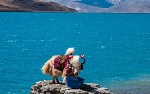 從哪個城市坐飛機去西藏好？進藏航班指南