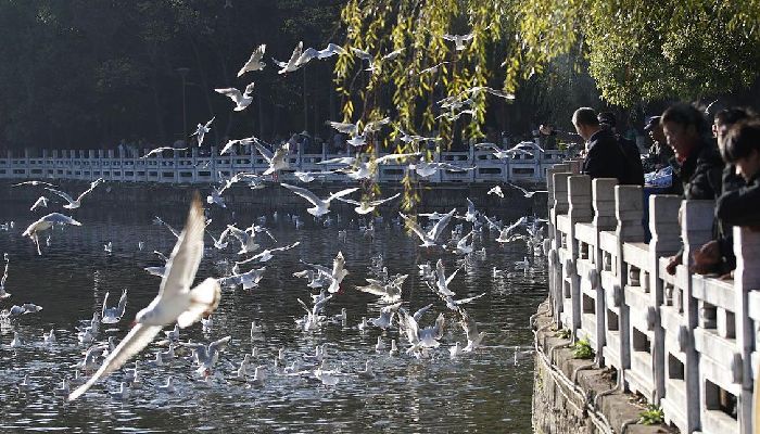 昆明翠湖公園紅嘴鷗冬季