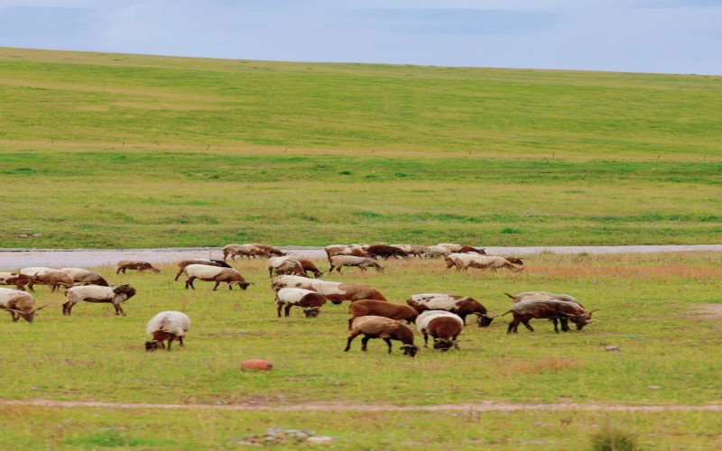 甘南秘境・拉卜楞寺・蓮寶葉則・若爾蓋・扎尕那深度9日遊