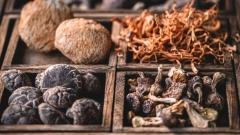 世界屋脊上的植物世界:在極限中生存的智慧