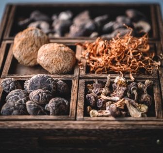 世界屋脊上的植物世界：在極限中生存的智慧