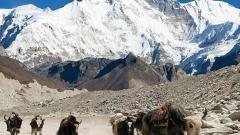 雪域生命群像 從氂牛到藏羚羊，讀懂西藏高原的動物世界