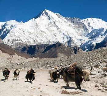 雪域生命群像 從氂牛到藏羚羊，讀懂西藏高原的動物世界