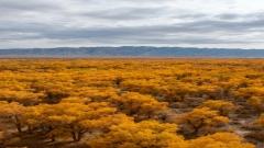 2026 輪台胡楊節終極攻略｜金色塔里木胡楊林最佳時間・交通・拍照點一次搞懂