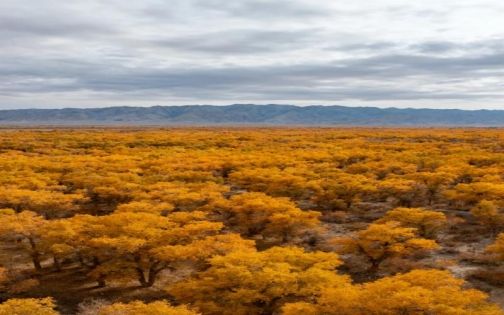 2026 輪台胡楊節終極攻略｜金色塔里木胡楊林最佳時間・交通・拍照點一次搞懂