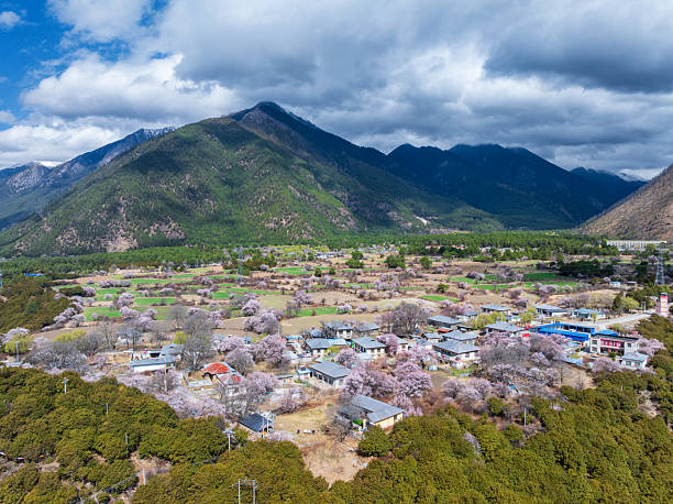 Nyingchi, Tibet, China - 30th March 2025 - Beautiful peach blossoms within a village in Tibet