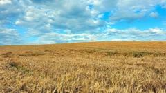 青稞:滋養雪域高原的生命之穀——西藏最重要的糧食與文化象徵