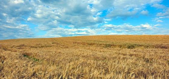 青稞：滋養雪域高原的生命之穀——西藏最重要的糧食與文化象徵