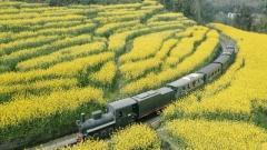 四川賞花季節攻略：四季花期與最佳觀賞地