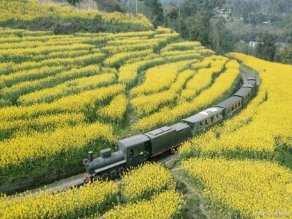 四川賞花季節攻略：四季花期與最佳觀賞地