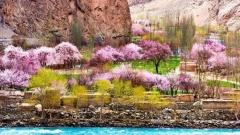 南疆喀什杏花觀賞指南：帕米爾高原賞花時間、地點與實用攻略