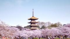 中國哪裡的春天最美？五大春日勝地承包全年浪漫