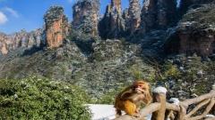 張家界2月天氣與冬季旅遊攻略 - 雪景霧凇、雲海觀賞與出行指南