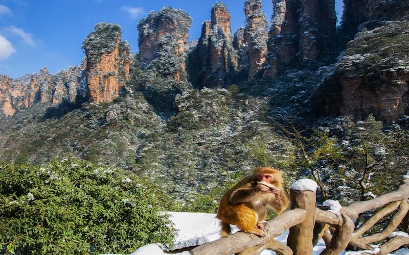 張家界武陵源景區的獼猴