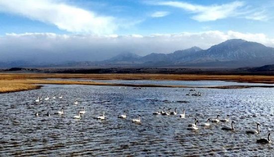 肅北鹽池灣濕地秋季