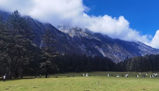 玉龍雪山雲杉坪高山草甸