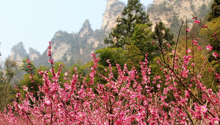 張家界黃石寨梅花