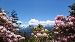 西藏賞花時間指南:桃花、杜鵑與高原花海