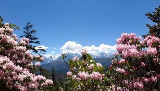 西藏賞花時間指南：桃花、杜鵑與高原花海