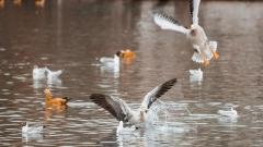 冬天去拉薩觀鳥：三大觀鳥勝地指南