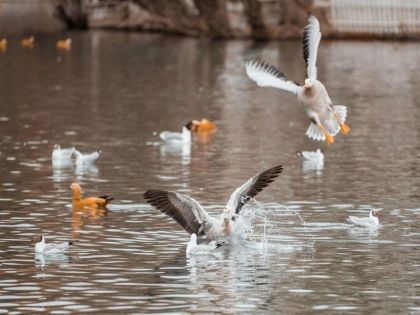冬天去拉薩觀鳥：三大觀鳥勝地指南