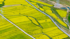 西藏油菜花什麼時候開？最佳觀賞時間與賞花地點完整指南