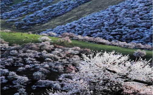 伊犁杏花
