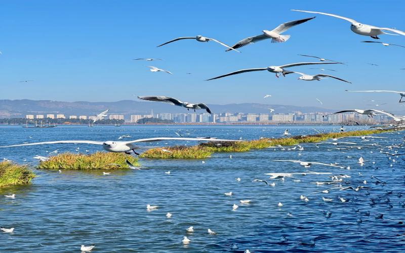 昆明｜滇池还是很值得来一趟_5_猫老大很宝藏_来自小红书网页版(1)