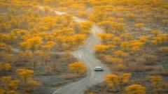 南疆·金秋胡楊林13天深度遊