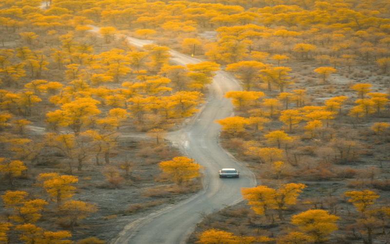 南疆·金秋胡楊林13天深度遊