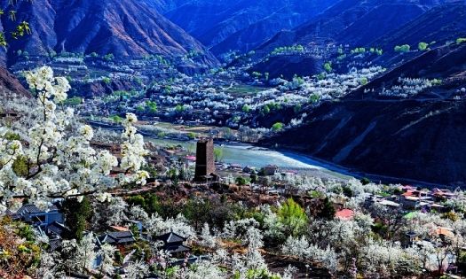 四川金川梨花旅遊指南：最佳花期、觀賞地點與實用行程規劃