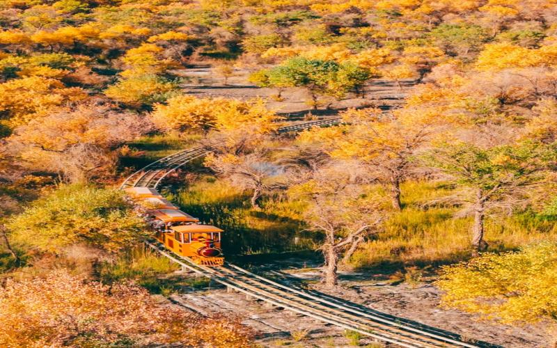 南疆·金秋胡楊林13天深度遊