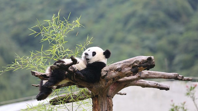 熊貓谷大熊貓