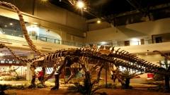 自貢恐龍博物館怎麼玩？世界級侏羅紀化石遺址遊覽指南