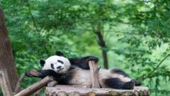 成都熊貓基地玩多久？新手必看分時長攻略