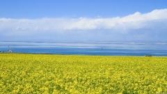 青海湖最佳旅遊時間：各月份景色特點與出行花費的全面對照