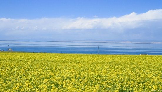 青海湖夏季油菜花