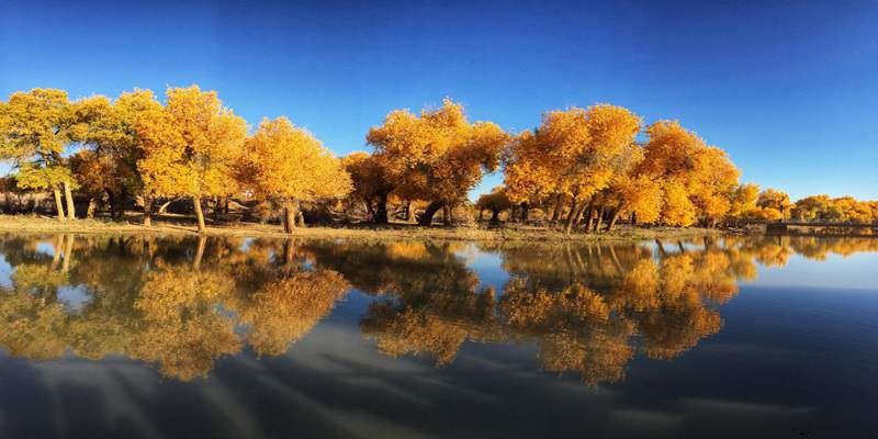 額濟納旗胡楊林