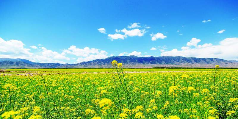 河西走廊花海景觀