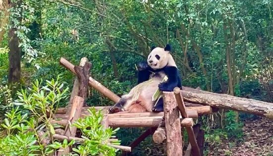 首次去成都旅遊，遊客必去的十大景點