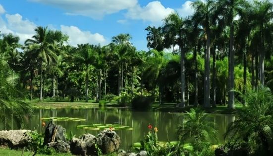 西雙版納熱帶雨林