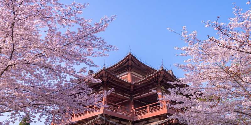 青龍寺的櫻花