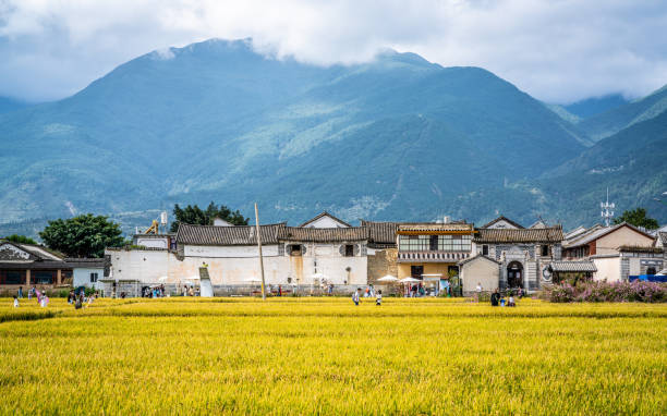 喜洲古城稻田