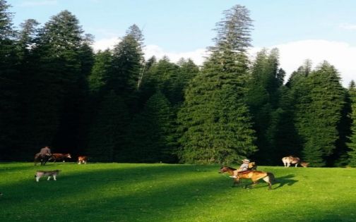 庫爾德寧森林公園