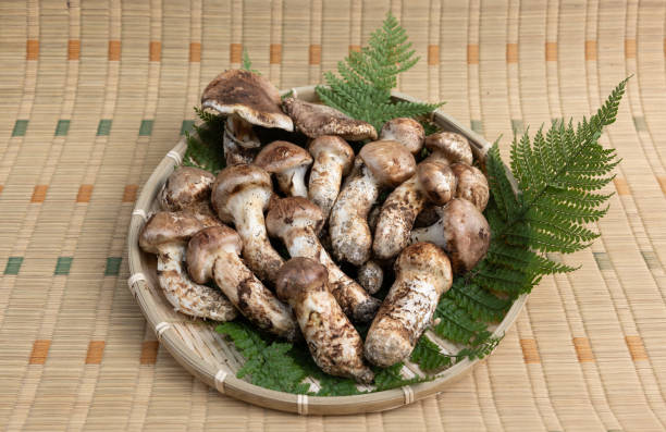 松茸
