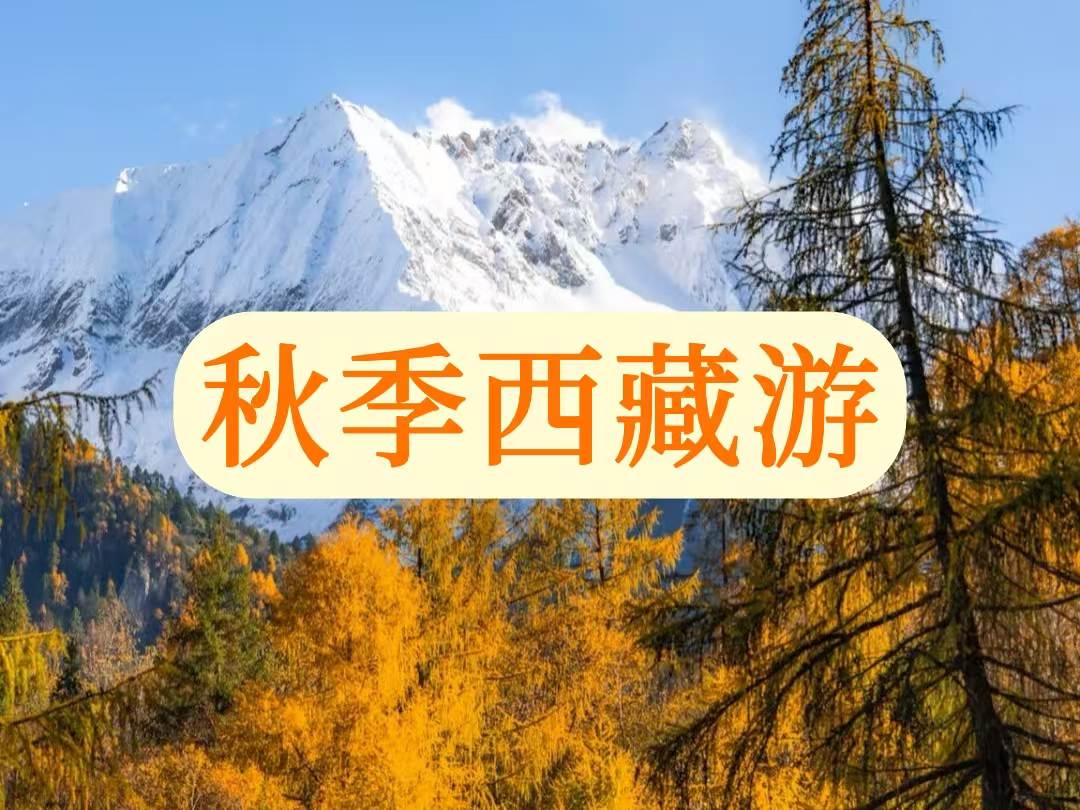 遠處雪山皚皚,在藍天下聖潔如鏡;近處秋葉金黃,於微風中搖曳生姿。雪域的純凈與秋日的絢爛在此交彙,構成一幅動人心魄的高原畫卷。